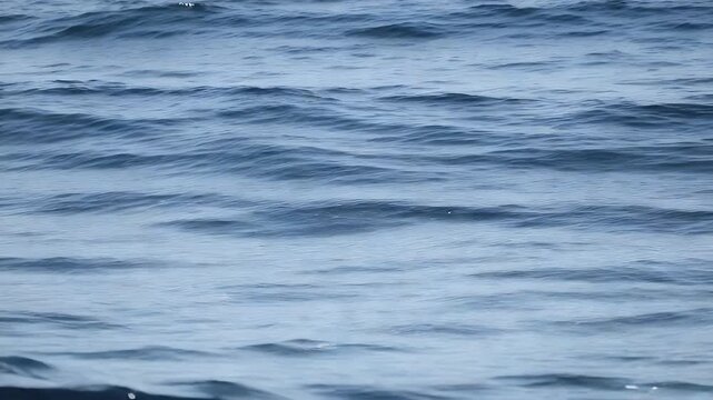 Close up view of the calm deep blue ocean surface with gentle rolling waves moving slowly across the water during a quiet and peaceful summer afternoon day