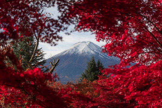 View of Mount Fuji framed by vibrant red maple leaves with its snow-capped peak visible against a clear sky in Fujikawaguchiko, Yamanashi, Japan.