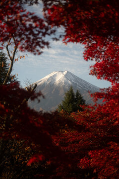View of Mount Fuji framed by vibrant red autumn maple leaves in Fujikawaguchiko, Yamanashi, Japan.