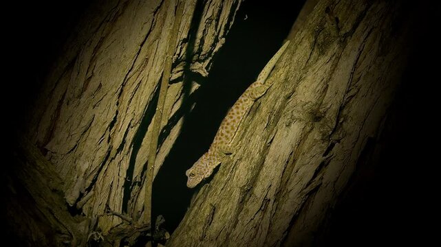 Tokay gecko Gekko gecko climbing tree bark at night hunting insects, orange and grey spotted skin, large eyes, nocturnal lizard, Komodo NP, Indonesia