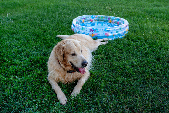Golden retriever cooling down in backyard by water pool