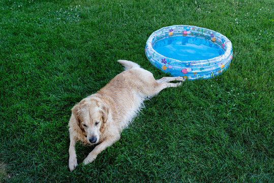 Golden retriever cooling down in grass by inflatable pool