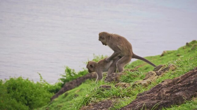 Long-tailed macaques Macaca fascicularis mating behavior, male mounting female on rocky shoreline, wild primates by lake, Indonesia, Southeast Asia