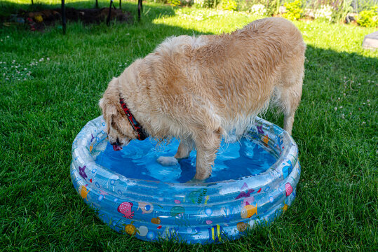 Golden retriever cooling down in small paddling pool