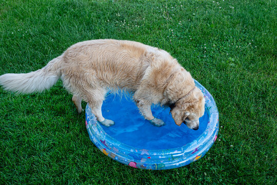 Golden retriever cooling down in a backyard pool