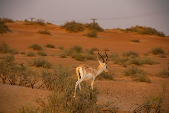 View of a gazelle standing among desert shrubs and sand dunes in the arid landscape of Al Ain, Abu Dhabi, United Arab Emirates.