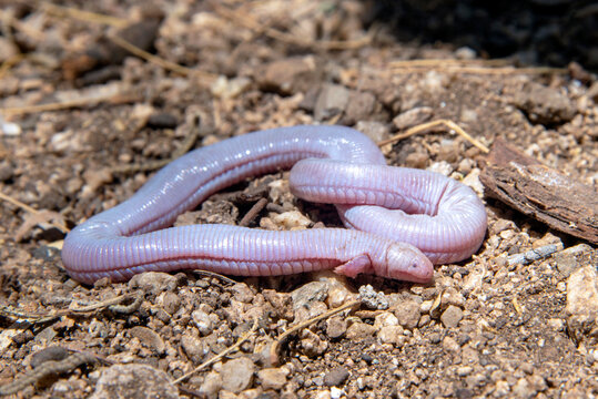 Five-toed Worm Lizard (Bipes biporus)