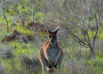 Kangaroo Sticking Tongue Out © Cass Hill 