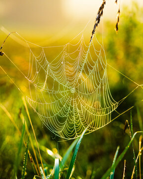 View of an intricate spider web covered in morning dew drops suspended between blades of green grass in the soft golden light in Poland.