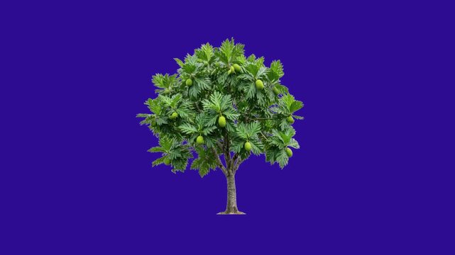 Natural Breadfruit Tree Moving Gently: Realistic 3D Organic Tropical Plant with Large Green Leaves Swaying in Smooth Motion Isolated on Dark Blue Background, Loopable Animation