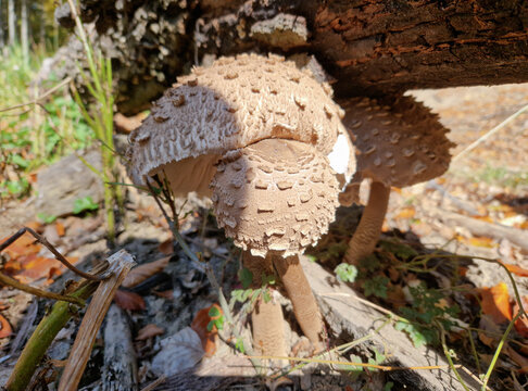 Wild mushrooms growing on a forest floor close up