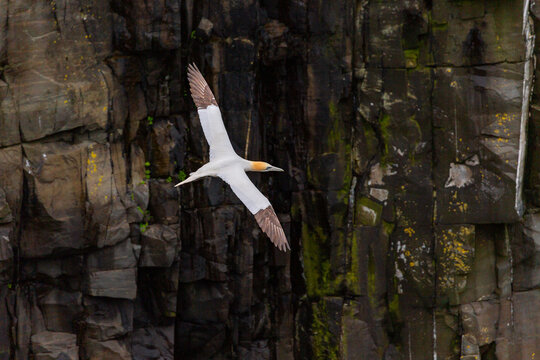 Beautiful and graceful gannet, Morus bassanus,  soars past seaside cliffs