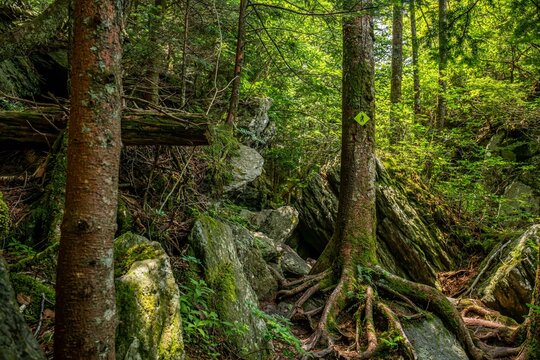 grandfather trail, NC