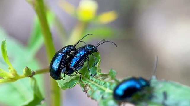 Altica metallic blue flea beetles mating on a green leaf