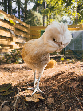 Polish buff cockerel mid-stride in outdoor run with golden hour light