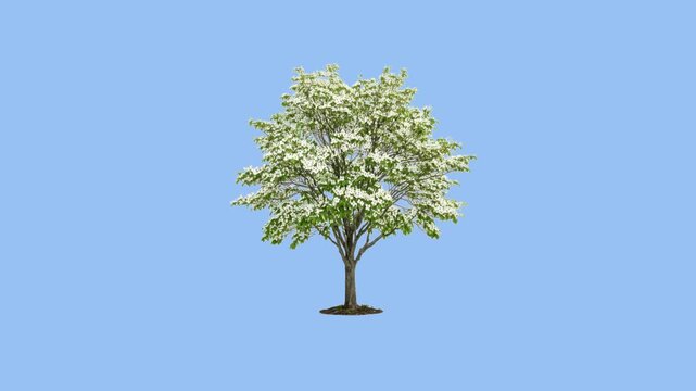 Natural Dogwood Tree Moving Gently: Realistic 3D Organic Plant with Blooming White Flowers and Green Leaves Swaying in Smooth Motion Isolated on Light Blue Background, Loopable Animation