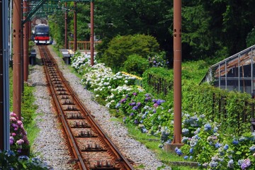線路沿いに色鮮やかなアジサイが咲き誇るケーブルカーの風景 © JtO