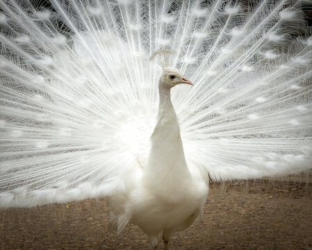 Beautiful white peacock with its tail feathers spread on display