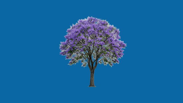 Beautiful Jacaranda Tree with Purple Flowers Swaying Gently on Solid Blue Background
