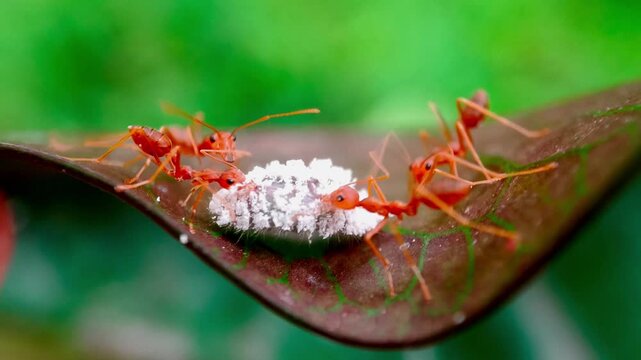 Weaver Ants (Oecophylla smaragdina) Defending Mealybugs from Predator Caterpillar (Spalgis epius)