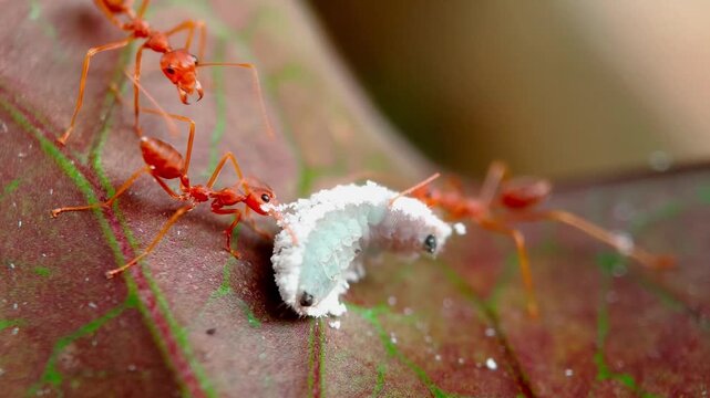 Weaver Ants (Oecophylla smaragdina) Defending Mealybugs from Predator Caterpillar (Spalgis epius)