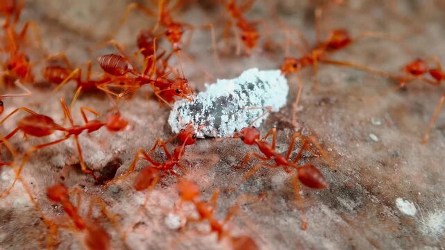Weaver Ants (Oecophylla smaragdina) Defending Mealybugs from Predator Caterpillar (Spalgis epius)