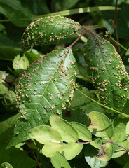 Fototapeta premium Bumpy Leaves