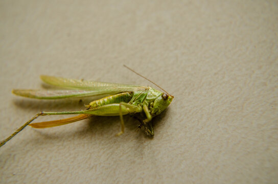 Close-up of a green katydid resting on a light surface