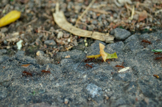 Tiny ant macro on forest floor
