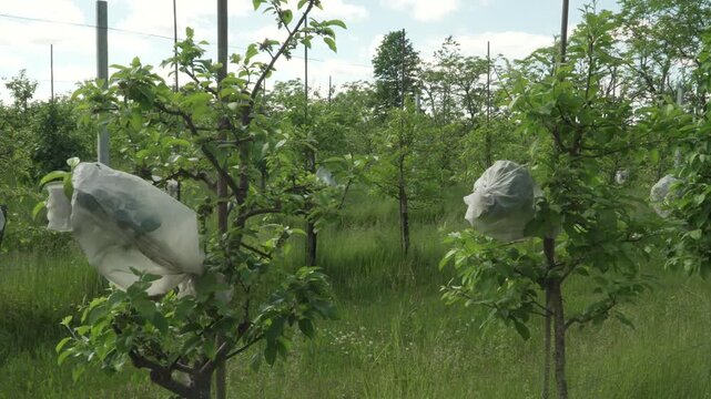 A panning view reveals individual apple tree branches enclosed in protective breeding bags for scientific experiments. Useful for agricultural research, biotechnology, and plant selection studies. 