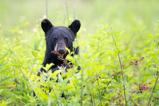 Amercan black bear feeding on berries