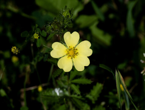 Cinquefoil