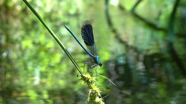 m&auml;nnliche Geb&auml;nderte Prachtlibelle (Calopteryx splendens), Weilerswist, Nordrhein-Westfalen, Deutschland