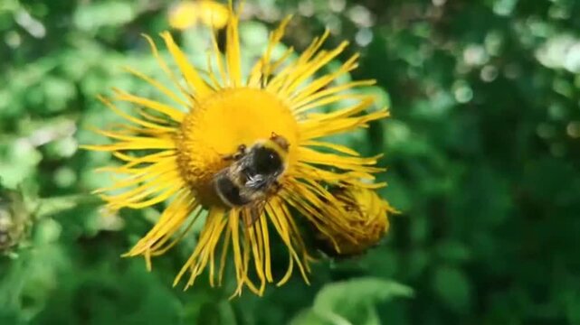bee on flower