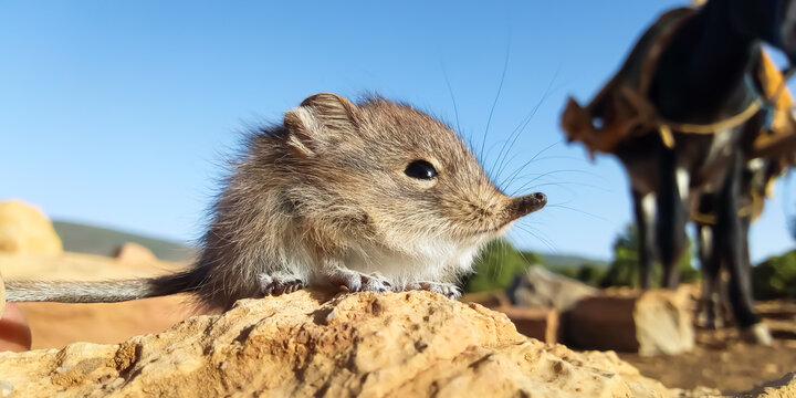 Macro shot of a rare North African elephant shrew sitting on a rock in Morocco
squirrel eating nut