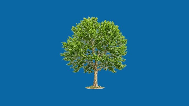 Detailed Macro Shot of a Sycamore Tree Branch with Distinct Lobed Green Leaves Gently Swaying and Moving in a Light Breeze on Solid Chroma Key Green Background