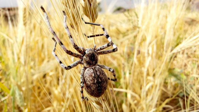 Macro shot of a large wolf spider with striped legs climbing on a golden wheat ear in a field
ears of wheat