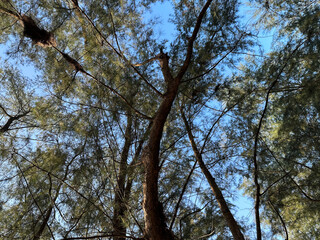Fototapeta premium Low angle of tree at the beach