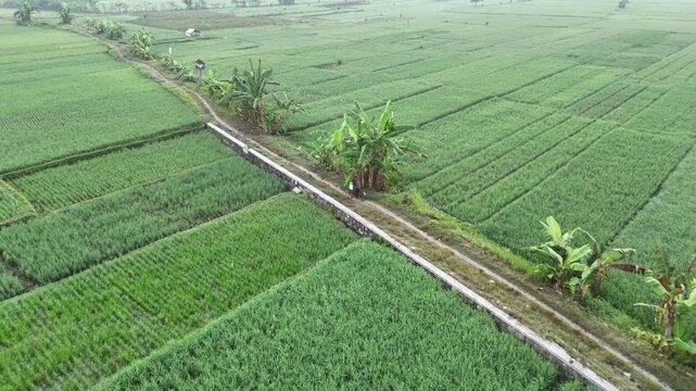 Aerial view of lush green rice fields with a narrow path and banana trees in Kecamatan Kasihan, Daerah Istimewa Yogya, Indonesia.