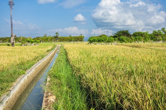 The rice fields here are fed by the Baing dam, which irrigates 2,000 hectares of farmland. The locals' rice crops are already beginning to ripen to yellow&mdash;harvest season is just around the corner 
