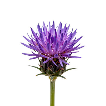Close-up of a vibrant purple Stokes aster flower in full bloom against white backdrop