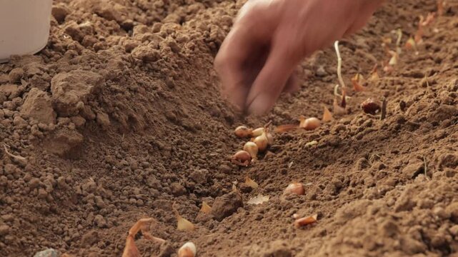 Green onion seeds planting by unrecognizable person in the greenhouse showing organic farming and agricultural production concept in 4K Ultra HD footage.
