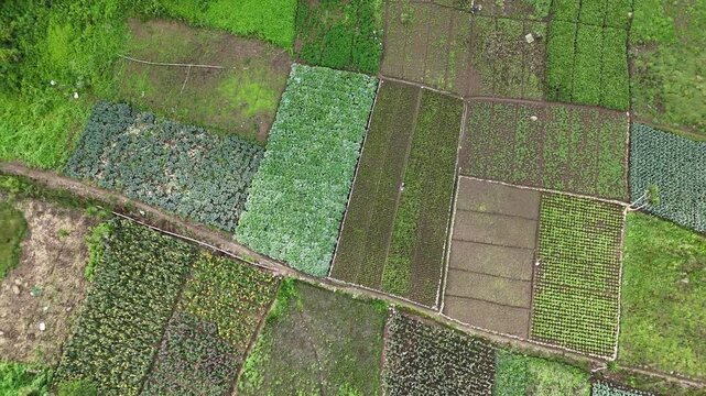 Drone ascending over vibrant patchwork vegetable and flower plots in rural Guatemala, revealing rows of broccoli, leafy greens, marigolds and mixed crops divided by dirt paths.