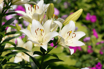 Obraz premium white lilies in the garden