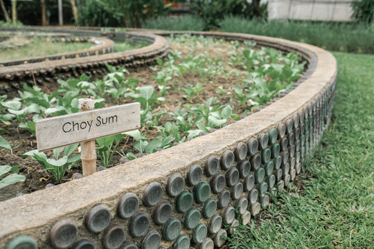 choy sum vegetable garden recycled bottles sustainability eco-friendly garden bed organic farming featuring young seedlings in a patch built with upcycled glass bottles.