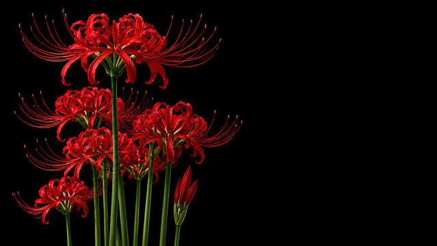 Red Spider Lily Flowers on Black Background | Lycoris Radiata Bloom Floral Botanical 8K
