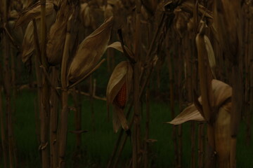 Corn Field