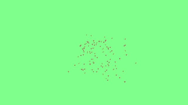 Detailed Macro Shot of a Swarm of Many True Bugs Flying and Hovering Midair Together with Distinct Hemiptera Wing Structures on Solid Chroma Key Green Background