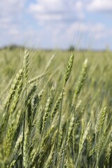 Fototapeta premium Wheat spikes growing in field outdoors, closeup
