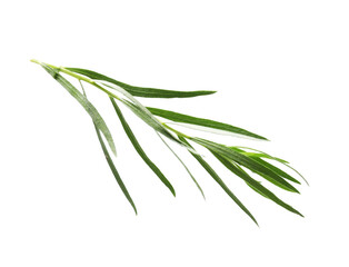 Fototapeta premium Sprig of fresh tarragon isolated on white